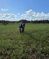 Remi, a female Great Dane for sale in Mc Call Creek, MS – 10 of 10