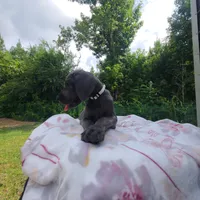 Remi, a female Great Dane for sale in Mc Call Creek, MS – 2 of 10