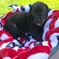 Kimber, a male Great Dane for sale in Mc Call Creek, MS – 7 of 10
