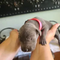 Noreen, a female Great Dane for sale in Mc Call Creek, MS – 3 of 5