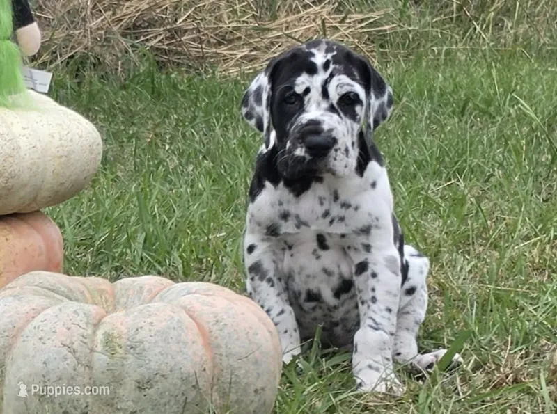 Elvira  – Great Dane puppy for sale in Mc Call Creek, MS