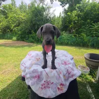 Remi, a female Great Dane for sale in Mc Call Creek, MS – 7 of 10