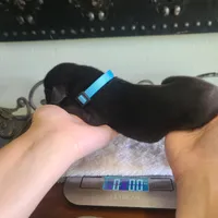 Barrett , a male Great Dane for sale in Mc Call Creek, MS – 2 of 5