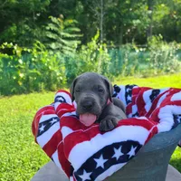 Noreen, a female Great Dane for sale in Mc Call Creek, MS – 4 of 8