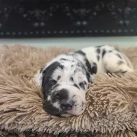 Elvira , a female Great Dane for sale in Mc Call Creek, MS – 1 of 10