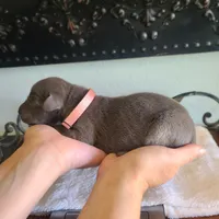 Sig, a female Great Dane for sale in Mc Call Creek, MS – 2 of 4