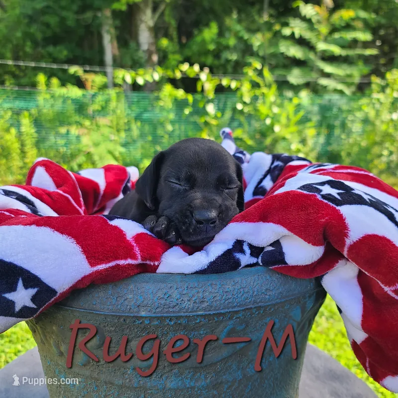 Ruger  – Great Dane puppy for sale in Mc Call Creek, MS