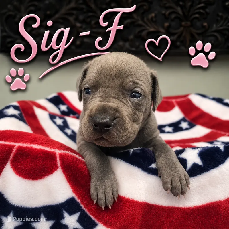 Sig – Great Dane puppy for sale in Mc Call Creek, MS