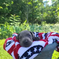 Noreen, a female Great Dane for sale in Mc Call Creek, MS – 5 of 8
