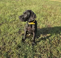 Kimber, a male Great Dane for sale in Mc Call Creek, MS – 10 of 10