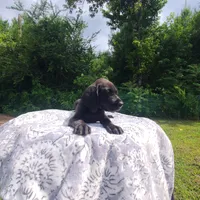 Barrett, a male Great Dane for sale in Mc Call Creek, MS – 10 of 10