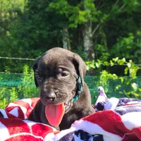 Barrett , a male Great Dane for sale in Mc Call Creek, MS – 5 of 10