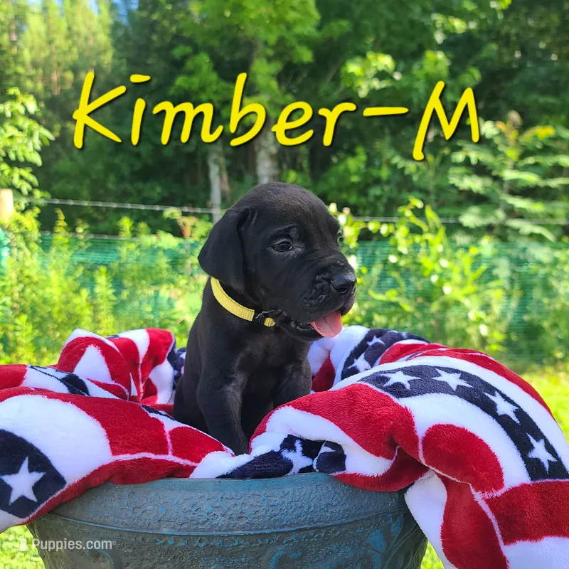 Kimber – Great Dane puppy for sale in Mc Call Creek, MS