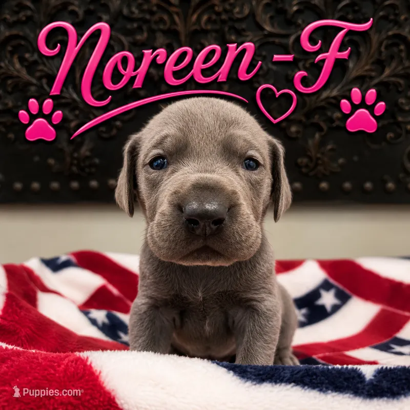 Noreen – Great Dane puppy for sale in Mc Call Creek, MS