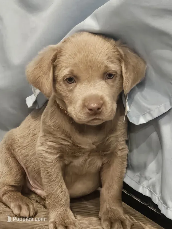 Brown-BB – Labrador Retriever puppy for sale in Aynor, SC