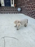 Brown-BB, a male Labrador Retriever for sale in Aynor, SC – Photo 6 of 6