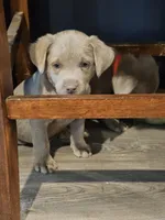 Brown-BB, a male Labrador Retriever for sale in Aynor, SC – Photo 4 of 6