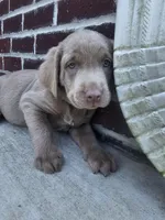 Brown-BB, a male Labrador Retriever for sale in Aynor, SC – Photo 5 of 6