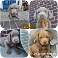 Brown-BB, a male Labrador Retriever for sale in Aynor, SC – Photo 3 of 6