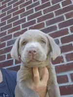 Brown-BB, a male Labrador Retriever for sale in Aynor, SC – Photo 2 of 6