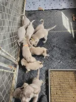 Hope- Pink, a female Labrador Retriever for sale in Aynor, SC – Photo 5 of 5