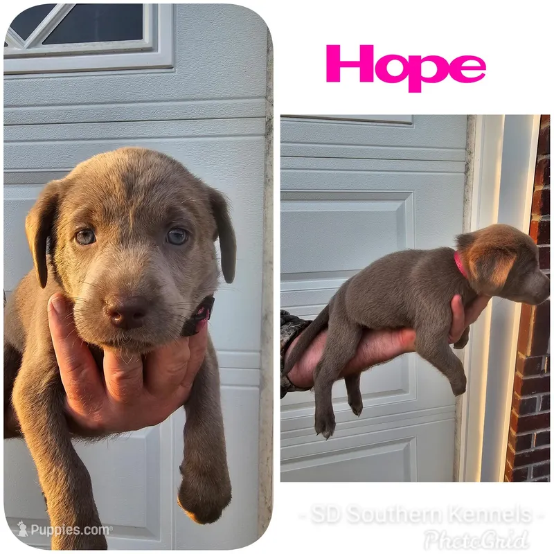 Hope- Pink, a female Labrador Retriever for sale in Aynor, SC – Photo 1 of 5
