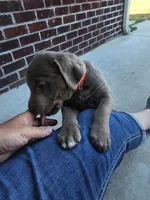 Cottontail-Red, a male Labrador Retriever for sale in Aynor, SC – Photo 6 of 7