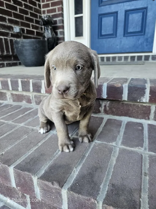 Cottontail-Red – Labrador Retriever puppy for sale in Aynor, SC