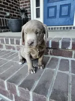 Cottontail-Red, a male Labrador Retriever for sale in Aynor, SC – Photo 1 of 7
