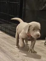 Cottontail-Red, a male Labrador Retriever for sale in Aynor, SC – Photo 5 of 7