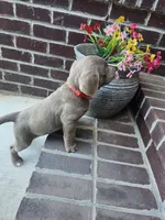 Cottontail-Red, a male Labrador Retriever for sale in Aynor, SC – Photo 4 of 7