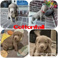 Cottontail-Red, a male Labrador Retriever for sale in Aynor, SC – Photo 3 of 7