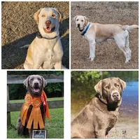 Cottontail-Red, a male Labrador Retriever for sale in Aynor, SC – Photo 2 of 7