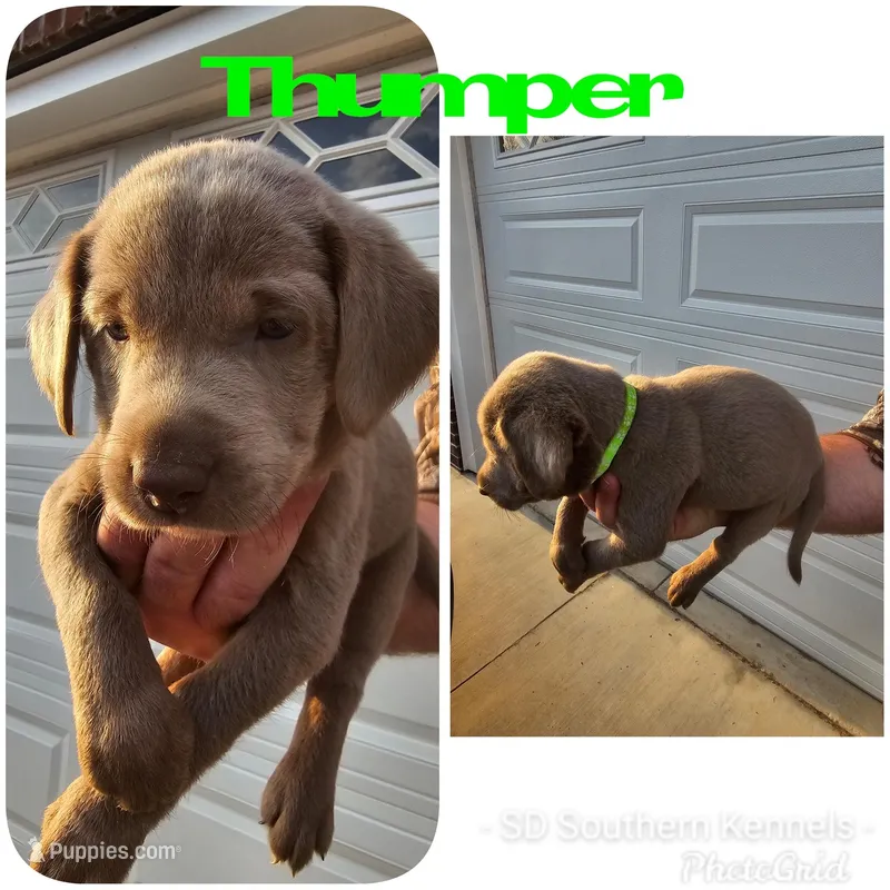 Thumper-Green – Labrador Retriever puppy for sale in Aynor, SC