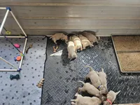 Thumper-Green, a male Labrador Retriever for sale in Aynor, SC – Photo 4 of 4