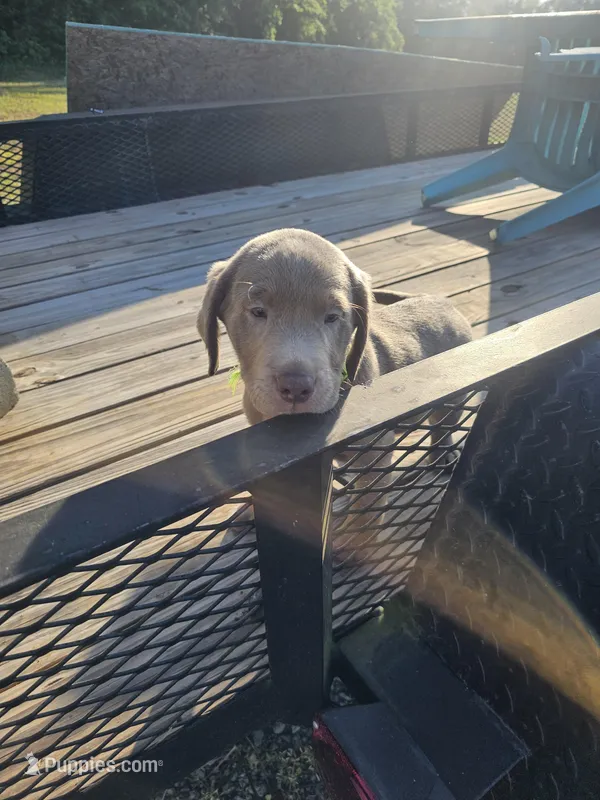 Thumper-Green – Labrador Retriever puppy for sale in Aynor, SC