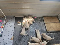 Thumper-Green, a male Labrador Retriever for sale in Aynor, SC – Photo 2 of 4