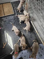 Thumper-Green, a male Labrador Retriever for sale in Aynor, SC – Photo 3 of 4