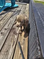 Grey- Hopper, a male Labrador Retriever for sale in Aynor, SC – Photo 4 of 4