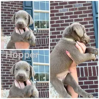 Grey- Hopper, a male Labrador Retriever for sale in Aynor, SC – Photo 1 of 4