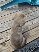Grey- Hopper, a male Labrador Retriever for sale in Aynor, SC – Photo 3 of 4