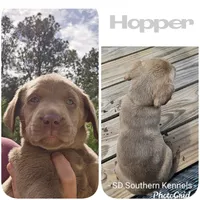 Grey- Hopper, a male Labrador Retriever for sale in Aynor, SC – Photo 2 of 4