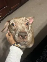 Navi, a female Catahoula Leopard Dog for sale in Ellicott City, MD – Photo 1 of 5