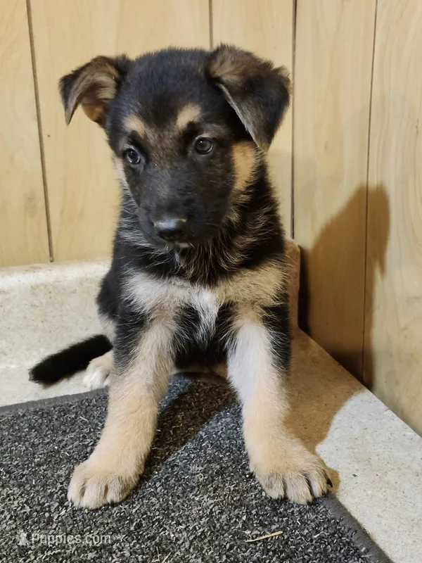Dottie's white toes female – German Shepherd Dog puppy for sale in New Bremen, OH