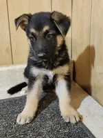 Dottie's white toes female, a female German Shepherd Dog for sale in New Bremen, OH – 2 of 2