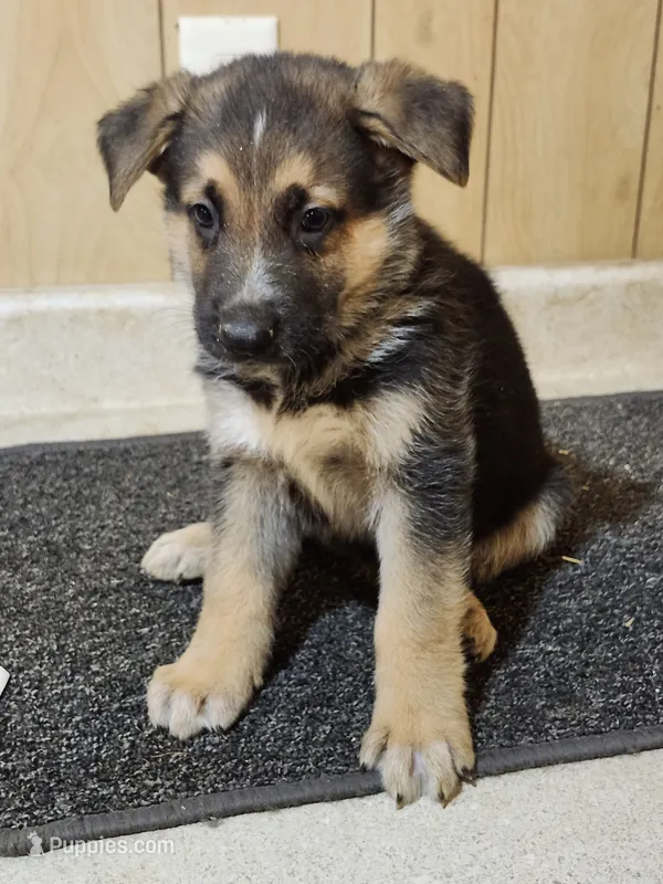 Dottie's Blaze – German Shepherd Dog puppy for sale in New Bremen, OH