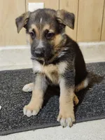 Dottie's Blaze, a male German Shepherd Dog for sale in New Bremen, OH – 1 of 2