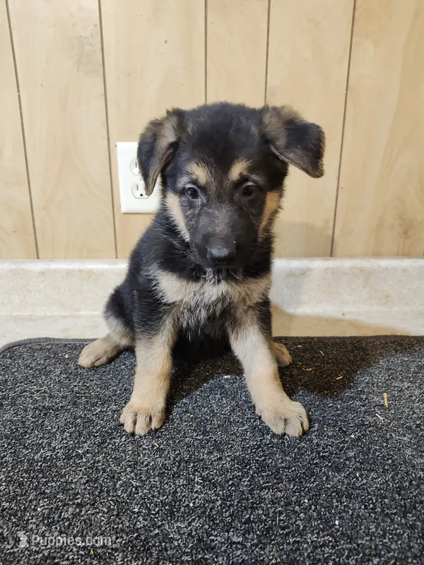 Dottie's black/ tan female – German Shepherd Dog puppy for sale in New Bremen, OH