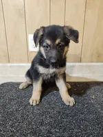 Dottie's black/ tan female, a female German Shepherd Dog for sale in New Bremen, OH – 1 of 3