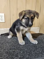 Dottie's lighter female, a female German Shepherd Dog for sale in New Bremen, OH – 2 of 2